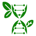Green DNA double helix with leaves on a white background